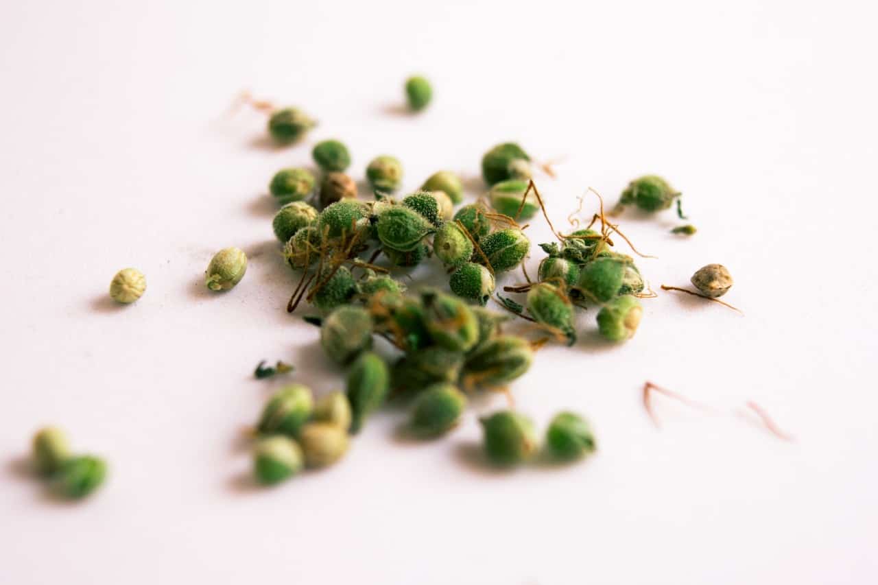 graines chanvre bio germination graines chanvre bio germination