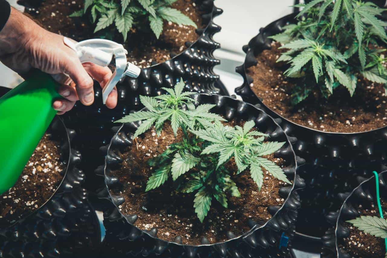 production indoor france cannabis sativa legal production indoor france cannabis sativa legal