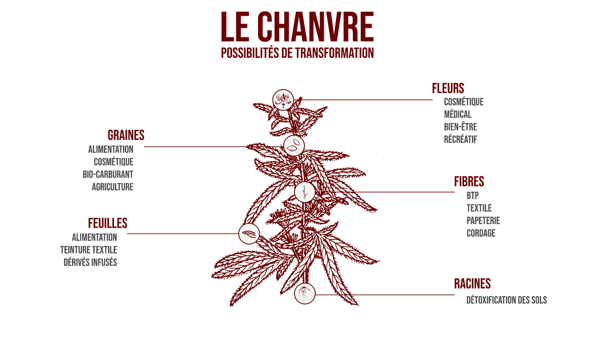 possibilite-transformation-chanvre-feuille-fleurs-graines-tige-french-hemp-factory-2020-min possibilite-transformation-chanvre-feuille-fleurs-graines-tige-french-hemp-factory-2020-min