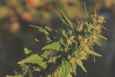 fleur-cbd-legal-chanvre-french-hemp-factory-2020 fleur-cbd-legal-chanvre-french-hemp-factory-2020