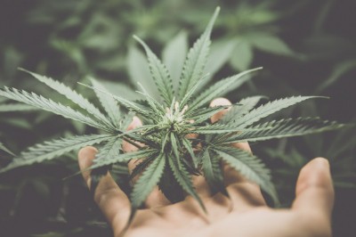 provence-cbd-fleurs-objectif-1-chanvre-alimentation-cannabidiol-french-hemp-factory-2020 provence-cbd-fleurs-objectif-1-chanvre-alimentation-cannabidiol-french-hemp-factory-2020