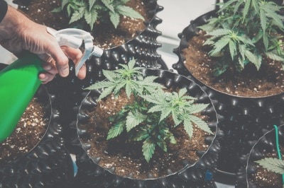 culture-du-cannabis-fleurs-cbd-graines-fibres-french-hemp-factory-2020 culture-du-cannabis-fleurs-cbd-graines-fibres-french-hemp-factory-2020