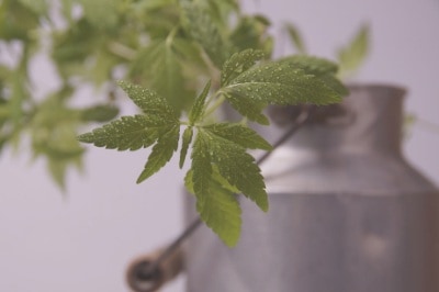 pot-cannabis-fleurs-cbd-graines-fibres-french-hemp-factory-2020 pot-cannabis-fleurs-cbd-graines-fibres-french-hemp-factory-2020