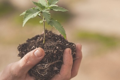 pousse-cannabis-fleurs-cbd-graines-fibres-french-hemp-factory-2020 pousse-cannabis-fleurs-cbd-graines-fibres-french-hemp-factory-2020