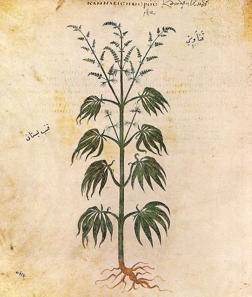 Cannabis-cbd-lafrench-2021 Cannabis-cbd-lafrench-2021